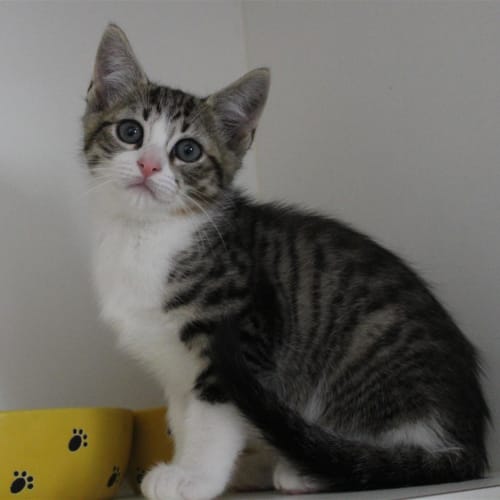 Leo