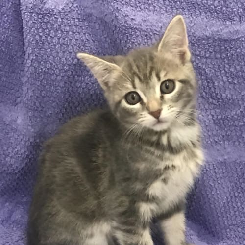 Biscuit
