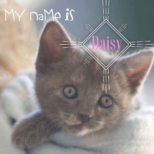 Daisy