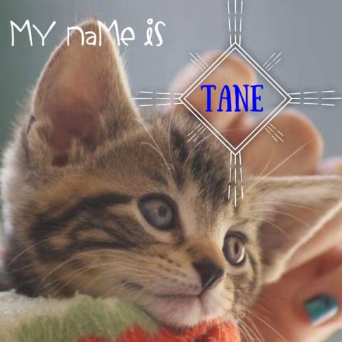 Tane