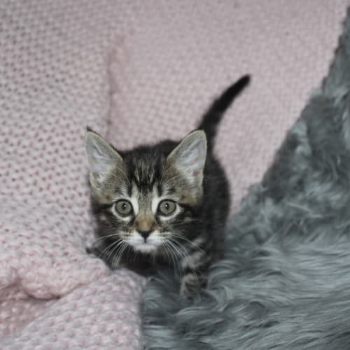 Delilah