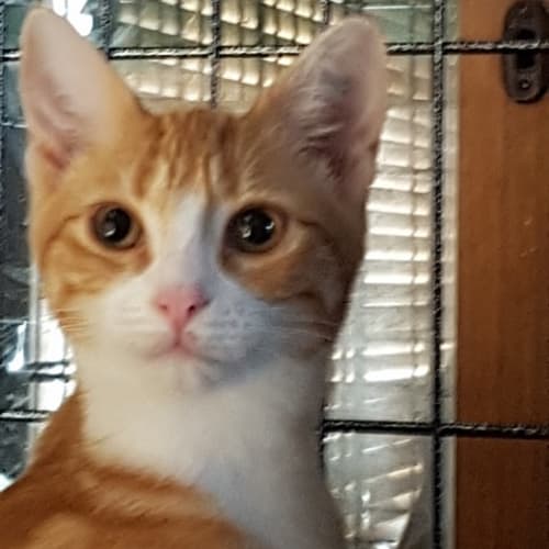 Ulli **2nd Chance Cat Rescue**