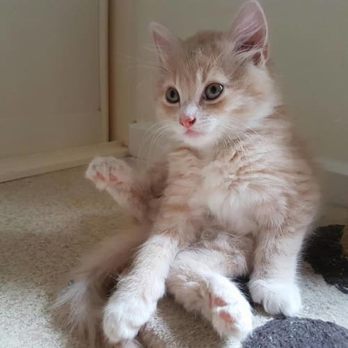 Nova