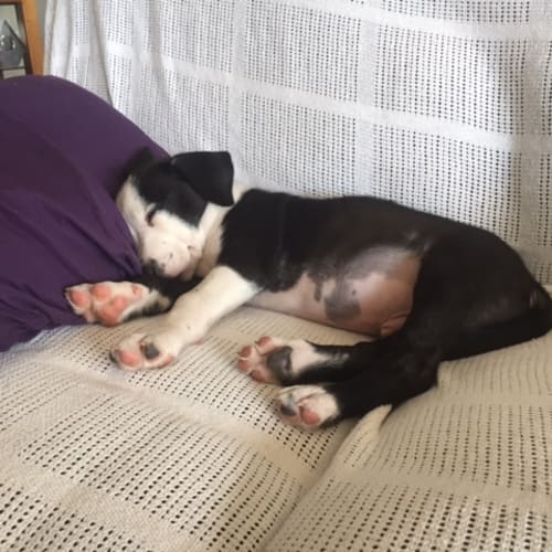Magnum ~ Staffy x Border Collie (on trial 4-5-18)