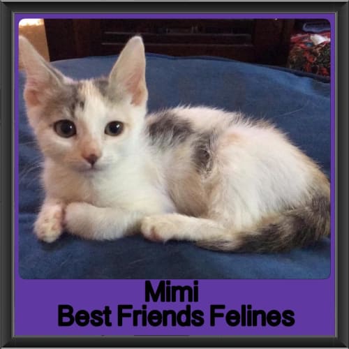Mimi 