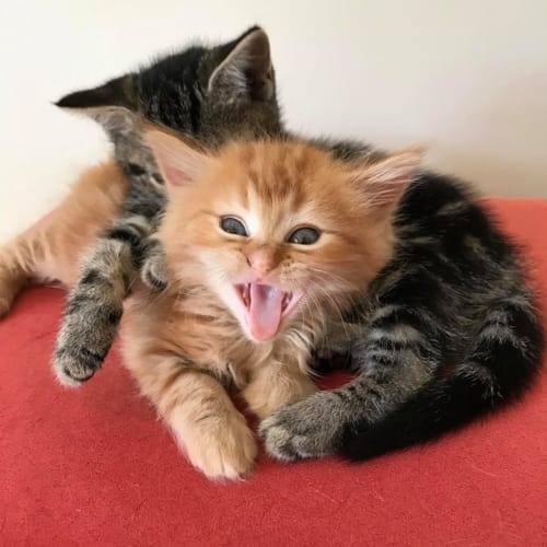 Sari **2nd Chance Cat Rescue**