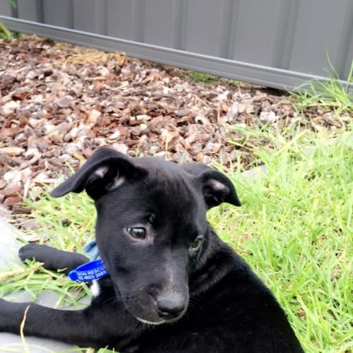 Oscar ~ Staffy x Border Collie (on trial 25-4-18)