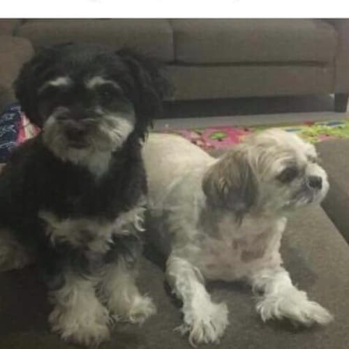 Bailey and Bella 