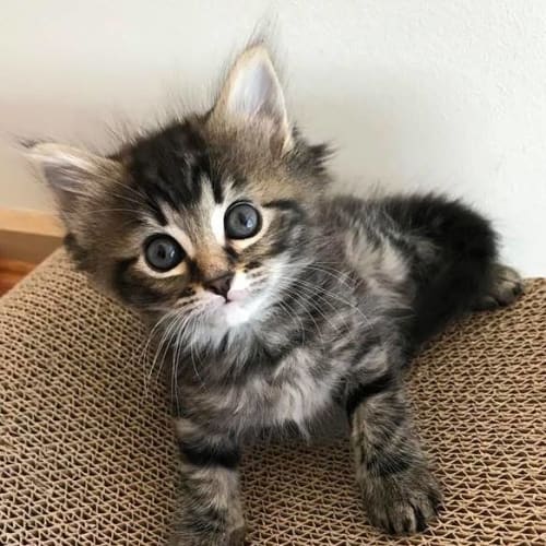 Emine **2nd Chance Cat Rescue**