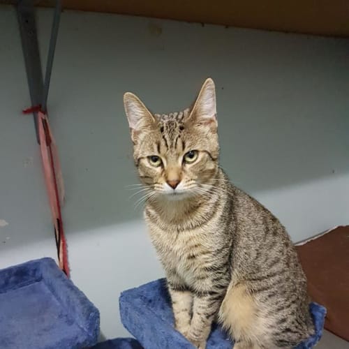 Bobcat