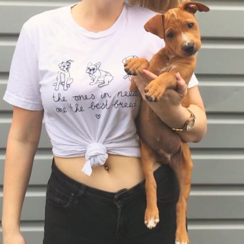 Chase ~ Staffy x Ridgeback (on trial 8/5/2018)