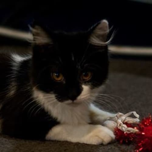 Luna