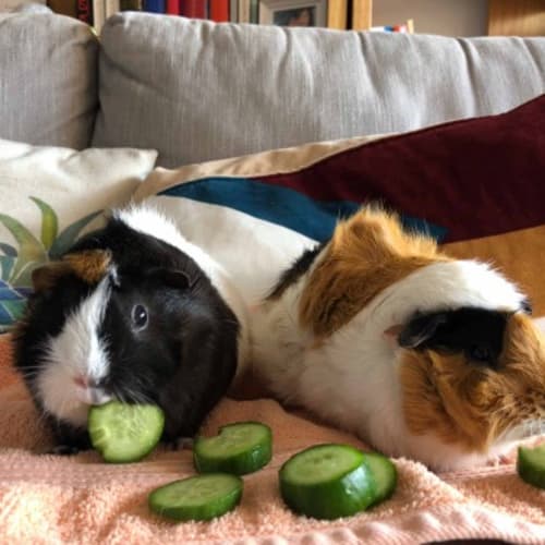 Ginger & Coco 