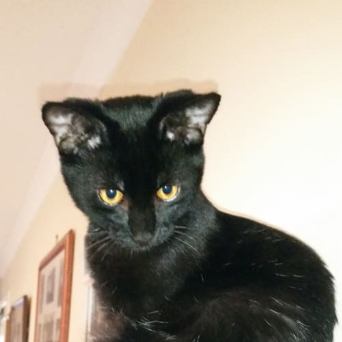 Desi (To be adopted with Lucy)