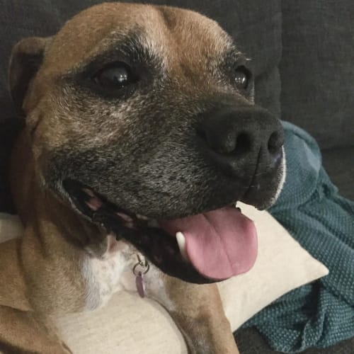 Dozer