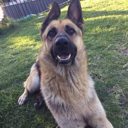 Tyson