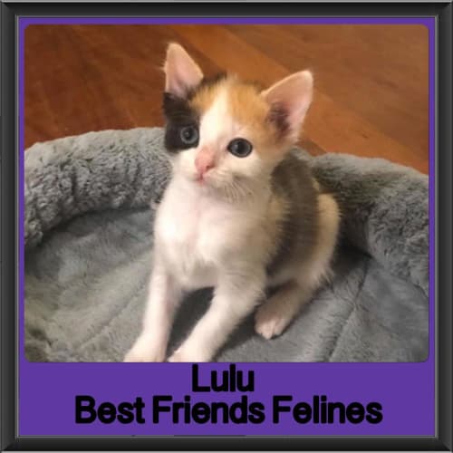 Lulu 
