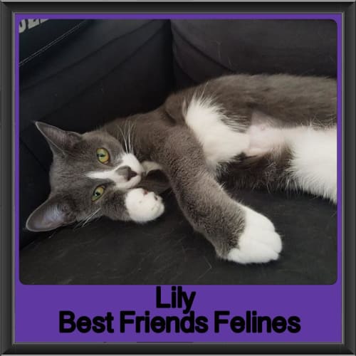 Lily