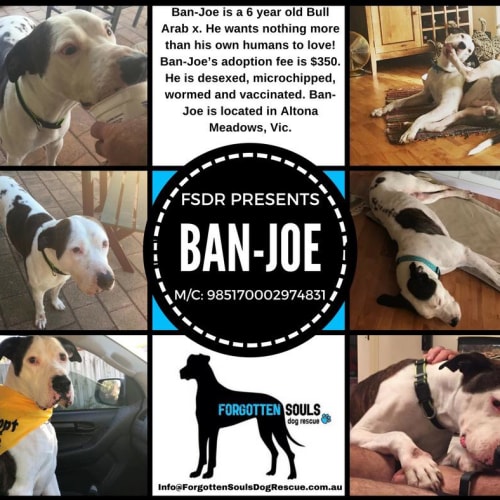 Ban-Joe 