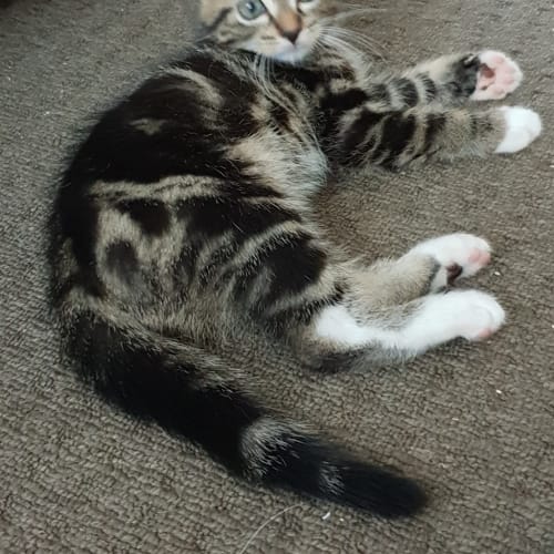 Alfie
