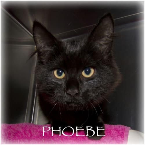 Phoebe