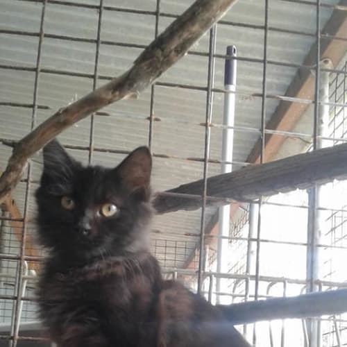 Tau - Meet me at Pets Domain Corio this Sunday!