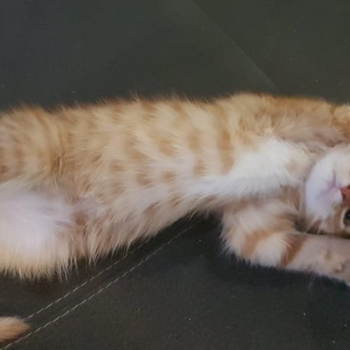 Indi