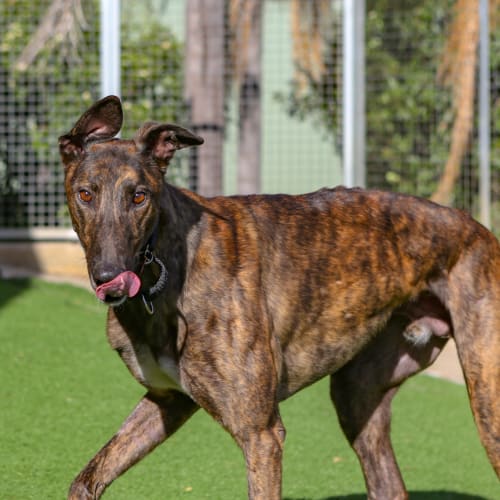 Frankie (Adoption Pending)