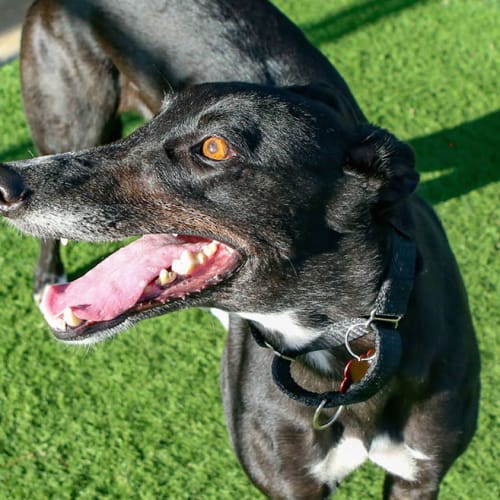 Sparkie (In Foster 5 May)