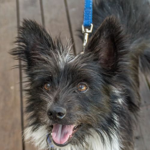 Patches ~ Cairn Terrier X (on trial 5-5-2018)
