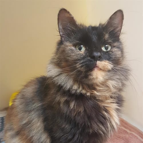 Amelia