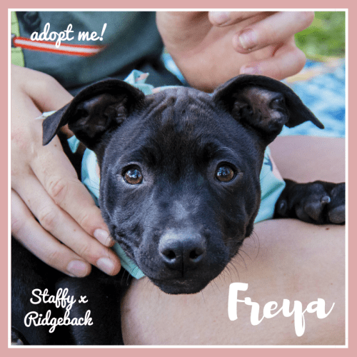 Freya ~ Staffy x Ridgeback (on trial 14/5/2018)