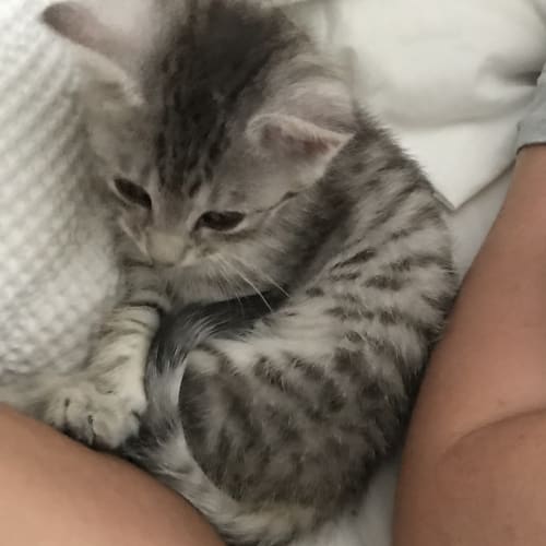 Xyla