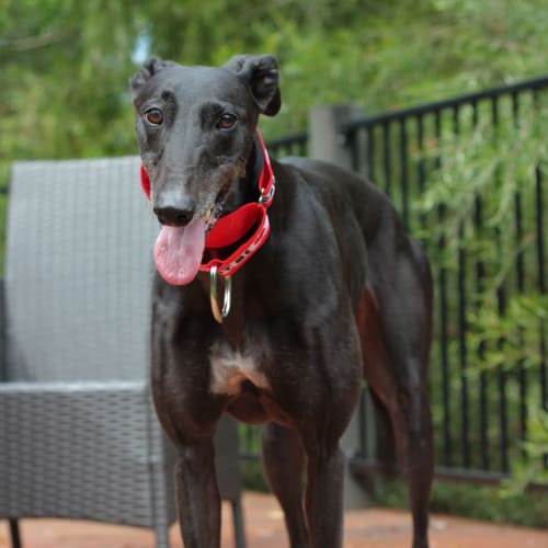 Bouncy, Bubbly “Brittie”. Brisbane