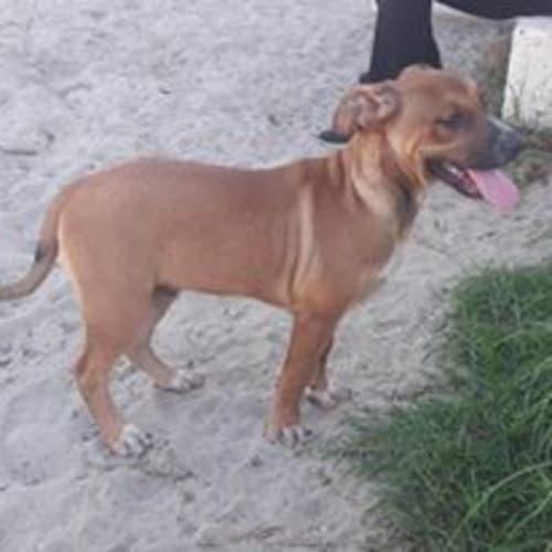 Marley (AV1017)