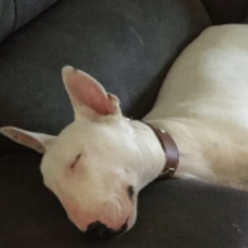 Indy - foster carer needed