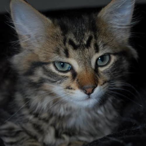 Ren **2nd Chance Cat Rescue**