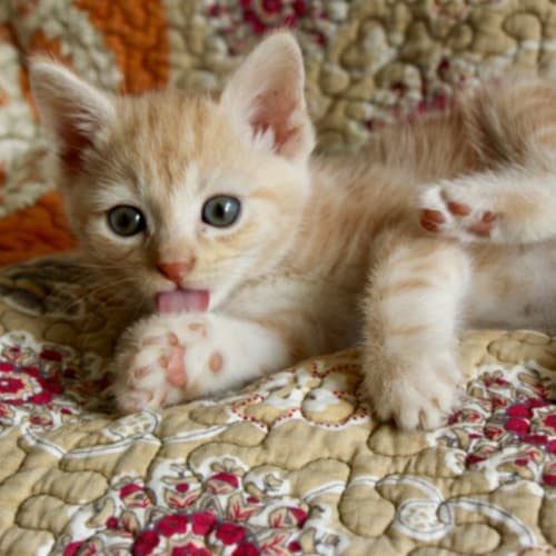 Ginger Ninja ~ Kitten (on trial 11/5/2018)