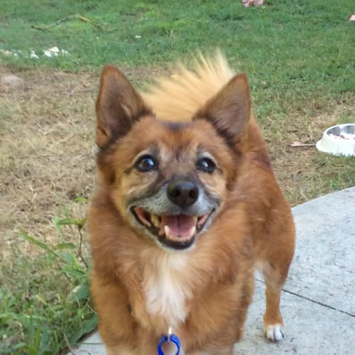Foxy ~ Pomeranian x Foxy (on trial 17/5/18)