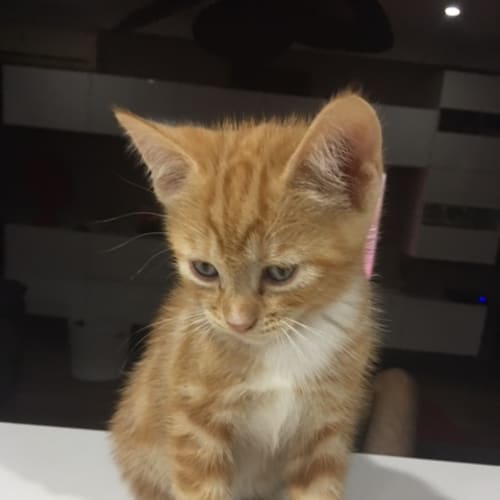 Tigger