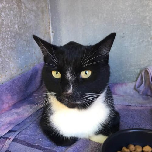 Sterling (CaV18-125) *Currently Free to adopt*
