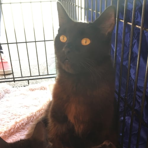 Noir (CaV18-118) *Currently Free to adopt*