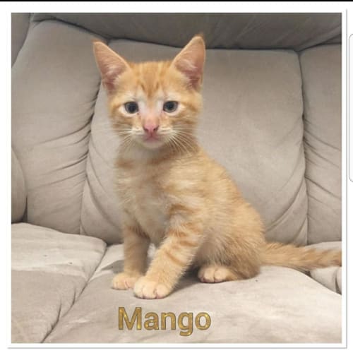 Mango