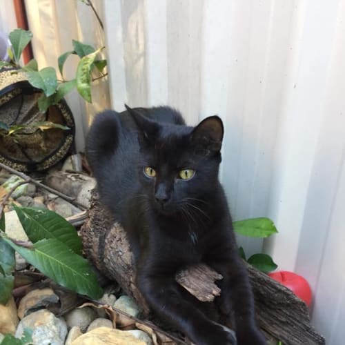 Artemis 