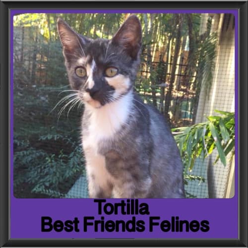 Tortilla