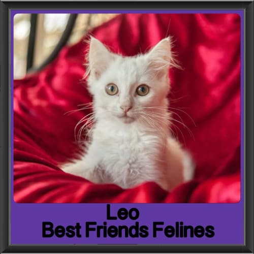 Leo