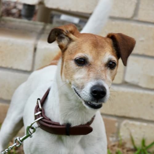 Benno ~ Jack Russell (on trial 6-5-2018)