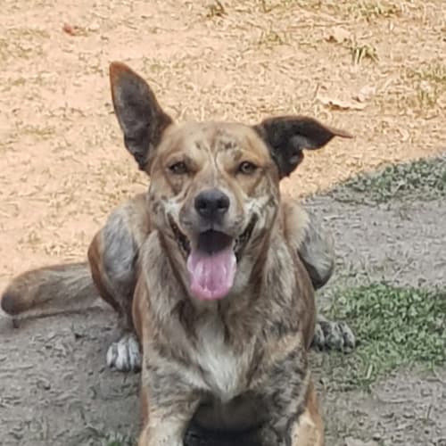 Buddy