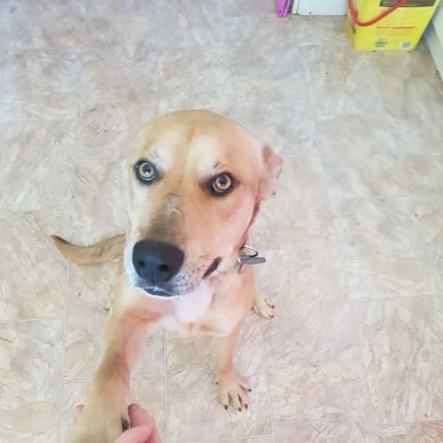 Opie