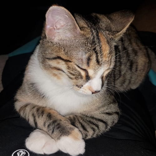 Lily